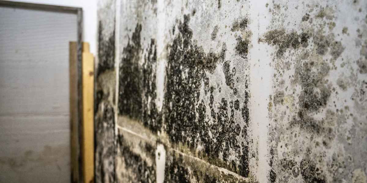 parede com muita humidade e bolor devido a uma Fuga de Água